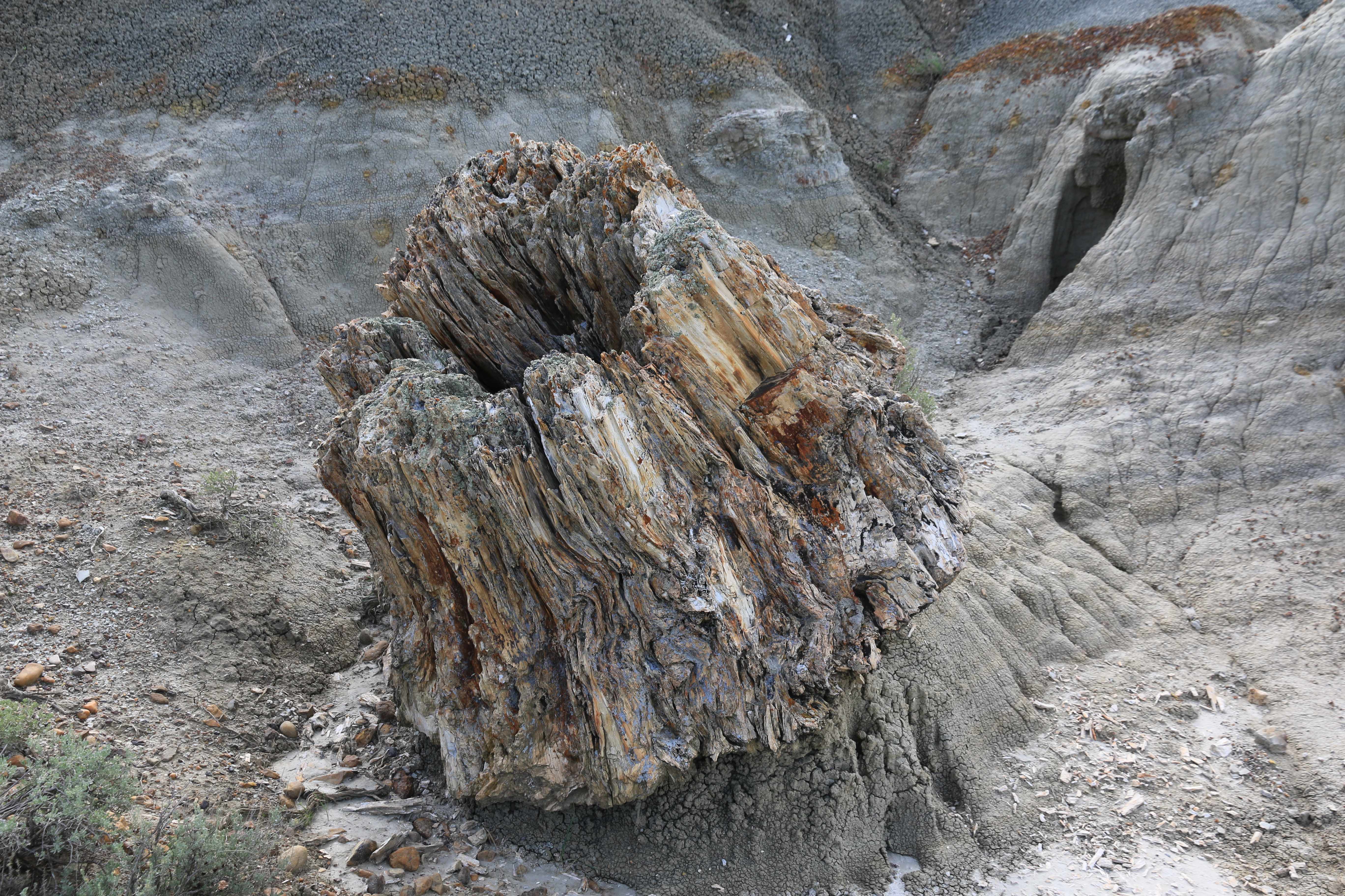 Theodore Roosevelt NP